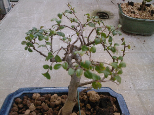 Image: ormeavant-43bb42.jpg