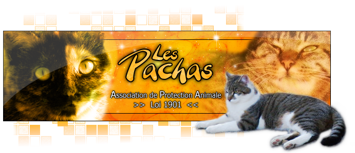 *** LES PACHAS ***