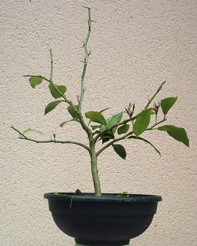 Image: citronnier1-012-35eacc.jpg