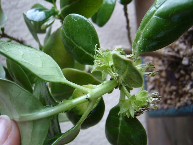 Image: sa550323-39740d.jpg