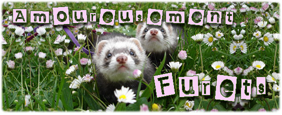 Amoureusement Furets Forum Index