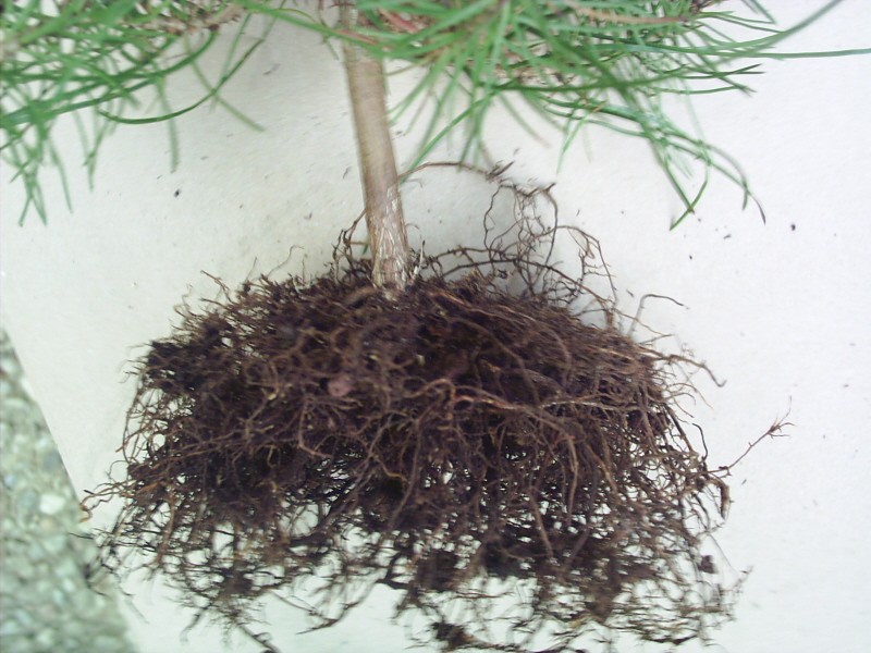 Image: pinus-pinaster-n-bari1-3441cb.jpg