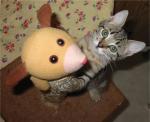 Les chats en chatterie Sdvs1_7-a755b7