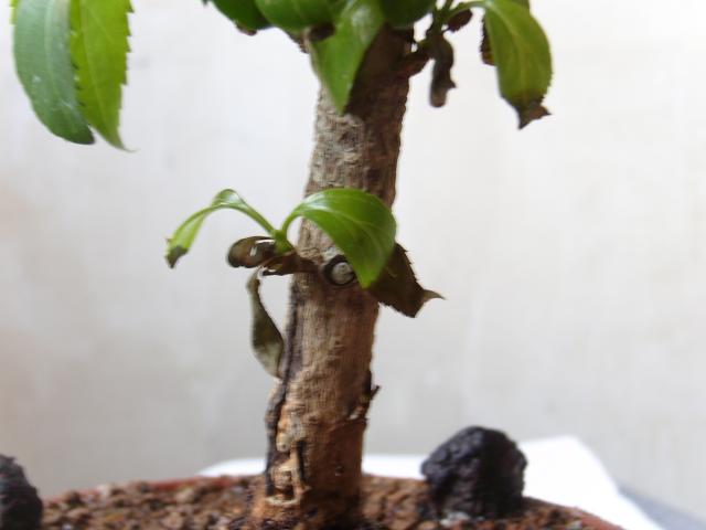Image: sa550305-37afed.jpg