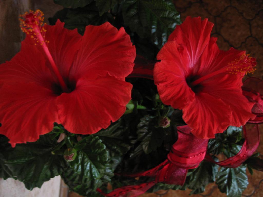 Image: hibiscus-de-gaby_051-33bf39.jpg