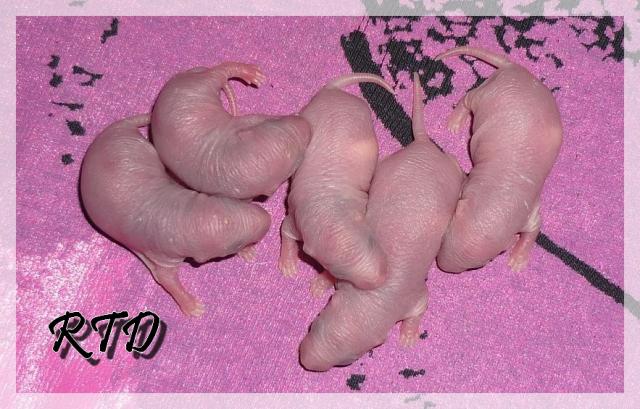 Zig-zag x RTR Panda, de jolies crevettes Les-maloux-3--a2b4c6