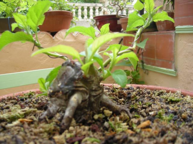 Image: rosa-chinensis-1-...erest-002-352e4d.jpg
