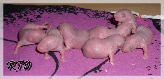 Zig-zag x RTR Panda, de jolies crevettes Les-dumbo-2--a2b3e6