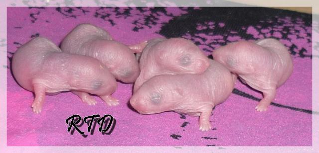 Zig-zag x RTR Panda, de jolies crevettes Les-maloux-2--a2b495