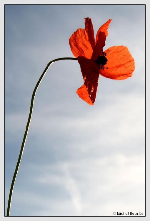 Image: fee-coquelicot-im...-380-coc2-31ae96.jpg