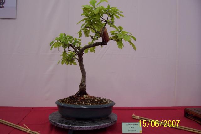 Image: 100_6856-4205f2.jpg