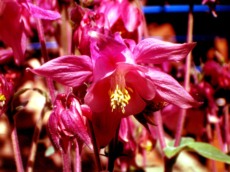 Image: hpim3367-30c81e.jpg