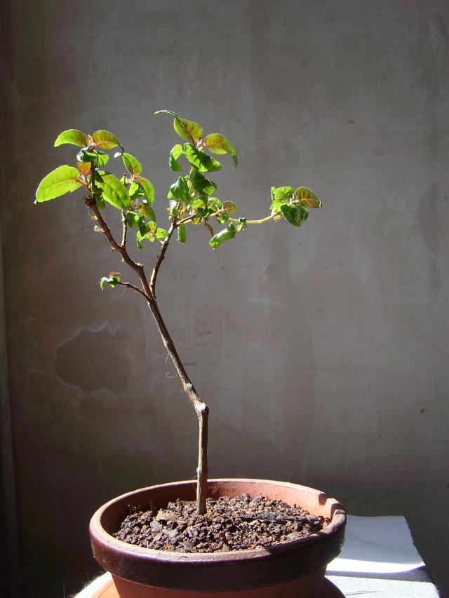 Image: sa550453-4a0eea.jpg