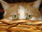 Les chats en chatterie Sdv_a5-a7557f