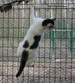 Les chats en chatterie Sdv_a3-a75556
