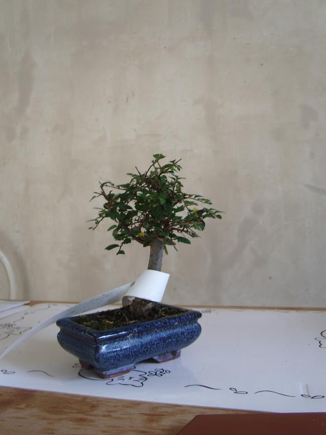 Image: sa550272-4a14f1.jpg